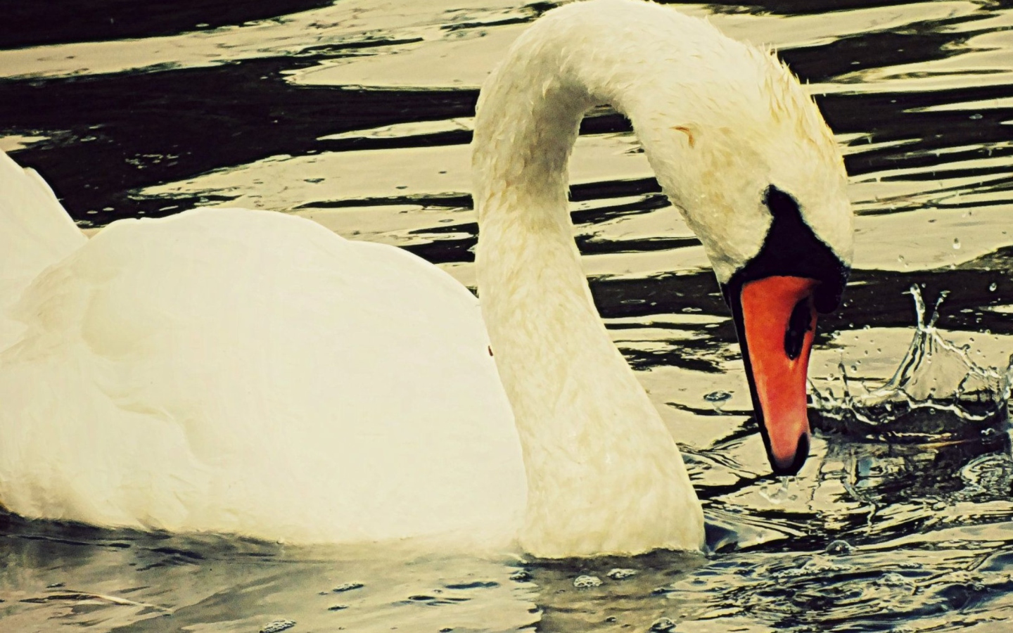 Fondo de pantalla White Swan 1440x900