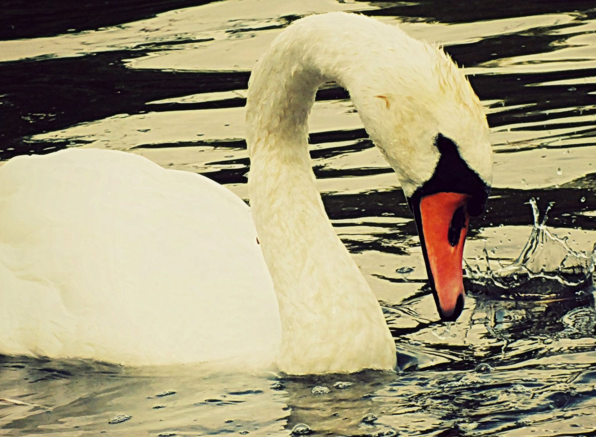 Обои White Swan 1920x1408