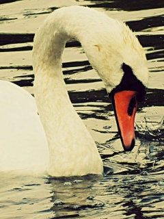 Обои White Swan 240x320