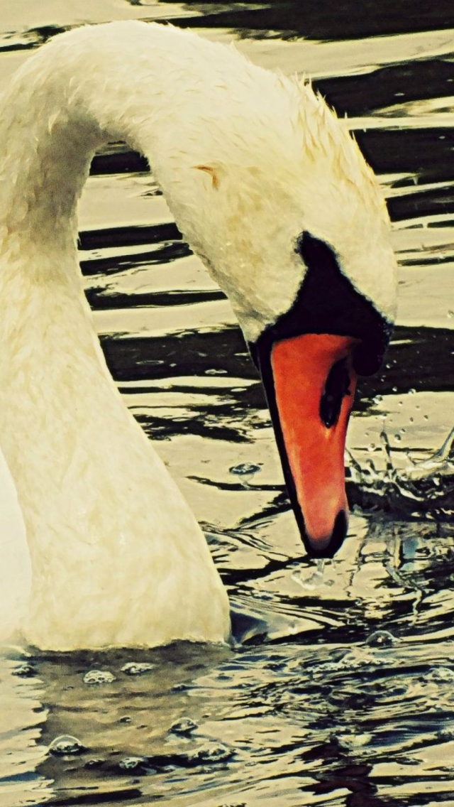 Das White Swan Wallpaper 640x1136