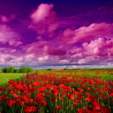 Poppies Field screenshot #1 128x128