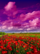 Das Poppies Field Wallpaper 132x176