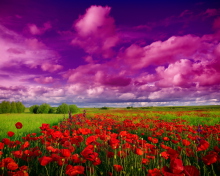 Das Poppies Field Wallpaper 220x176