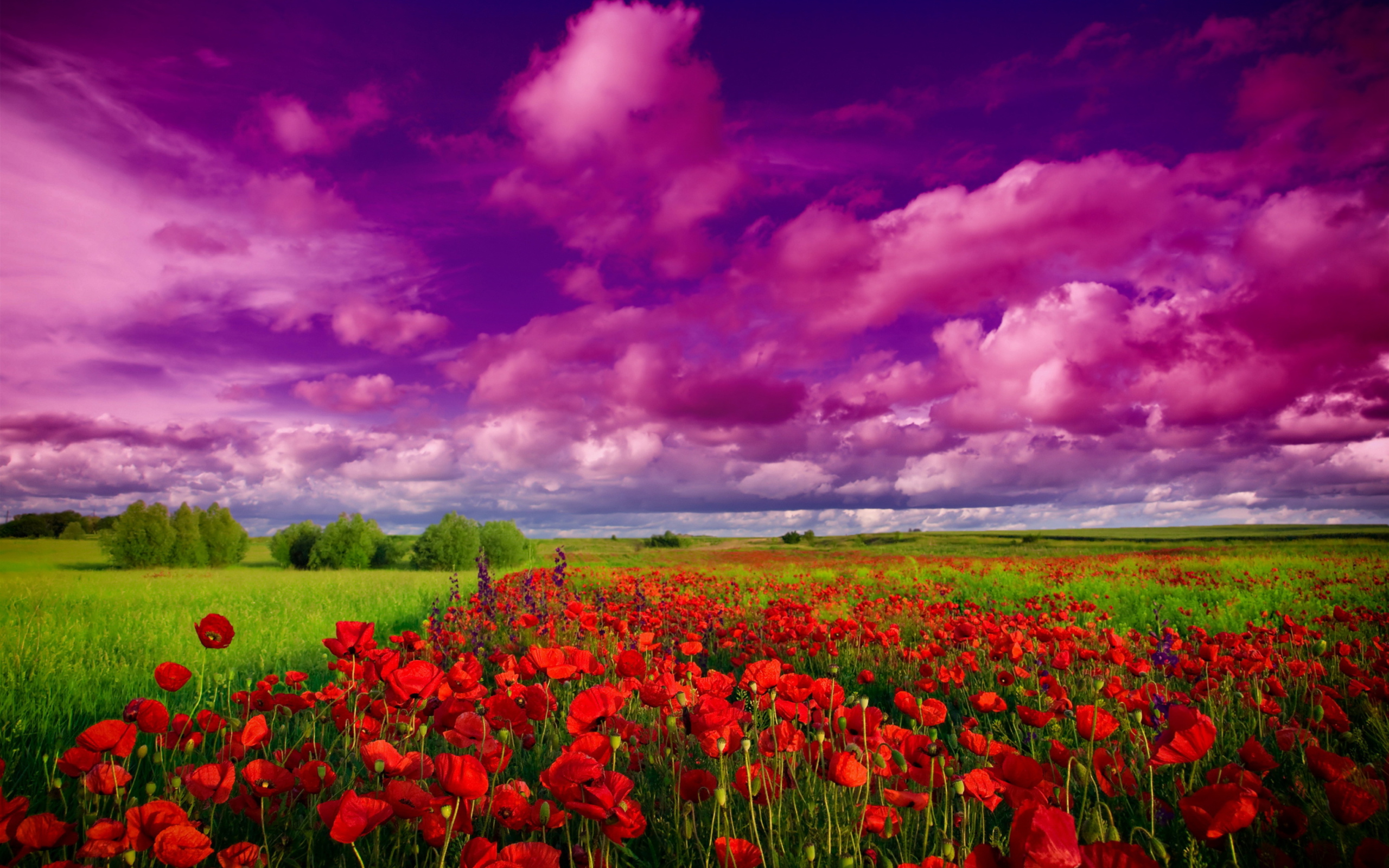 Poppies Field wallpaper 2560x1600