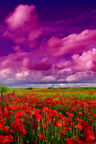 Das Poppies Field Wallpaper 320x480