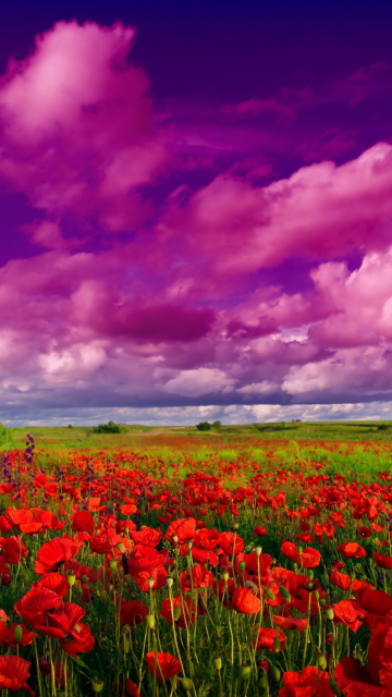 Poppies Field wallpaper 360x640