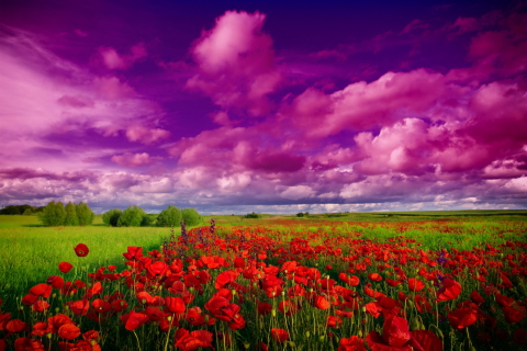 Das Poppies Field Wallpaper 480x320
