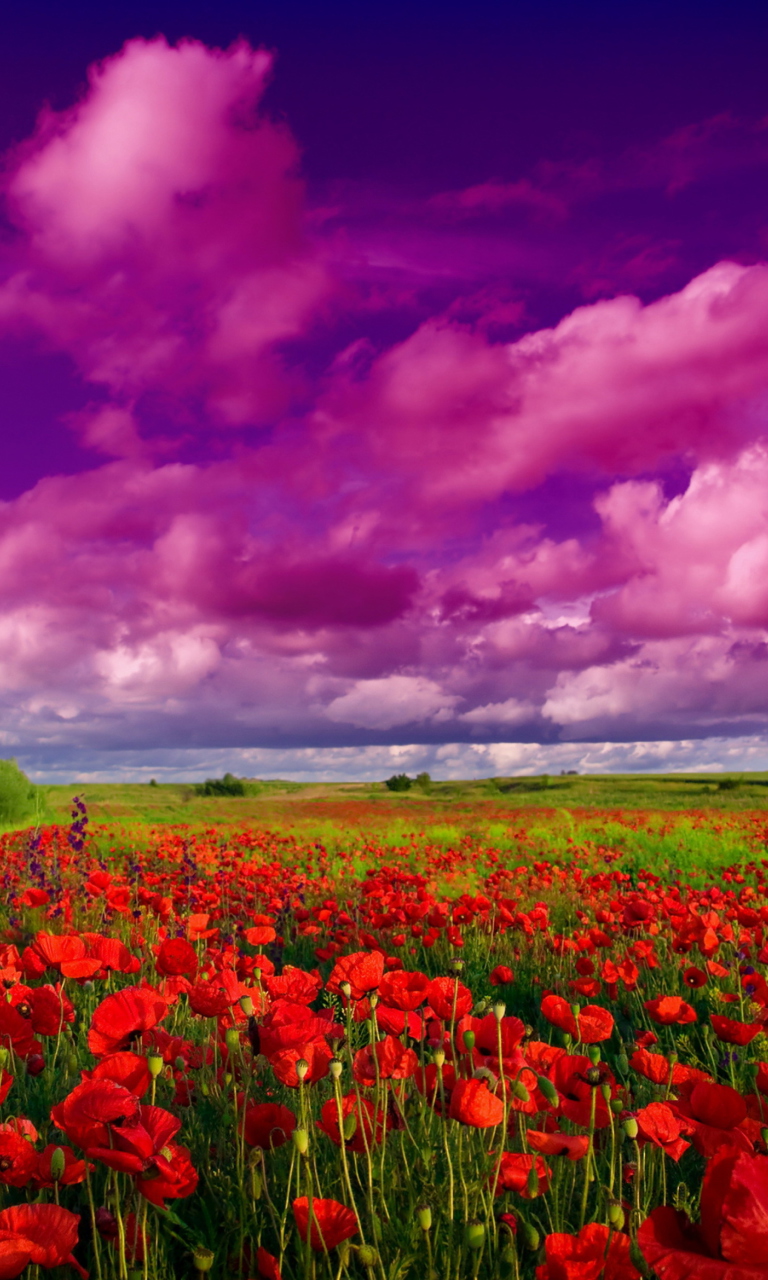 Poppies Field wallpaper 768x1280