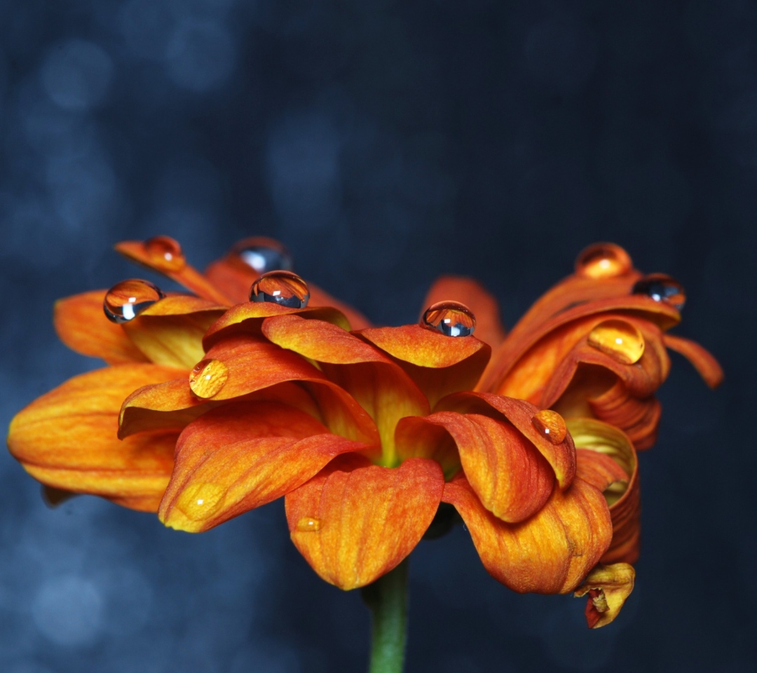 Обои Orange Flower On Blue Background 1080x960