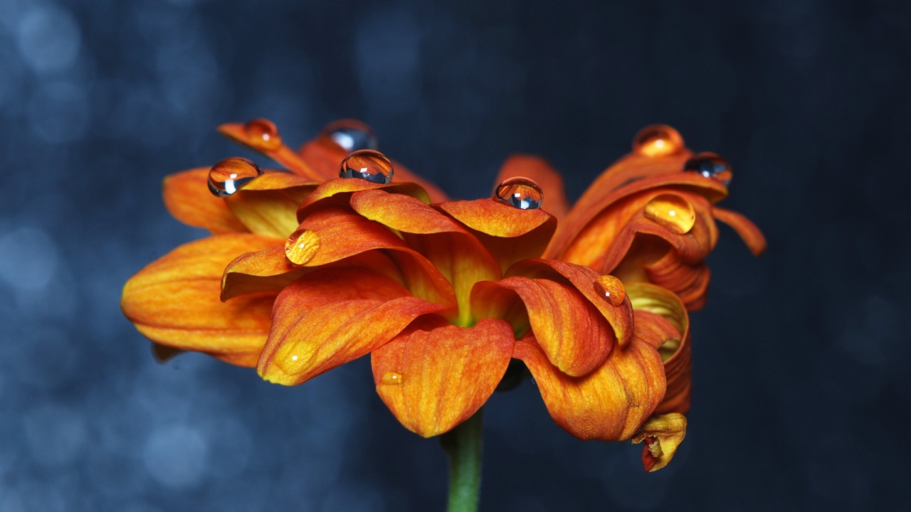 Fondo de pantalla Orange Flower On Blue Background 1280x720