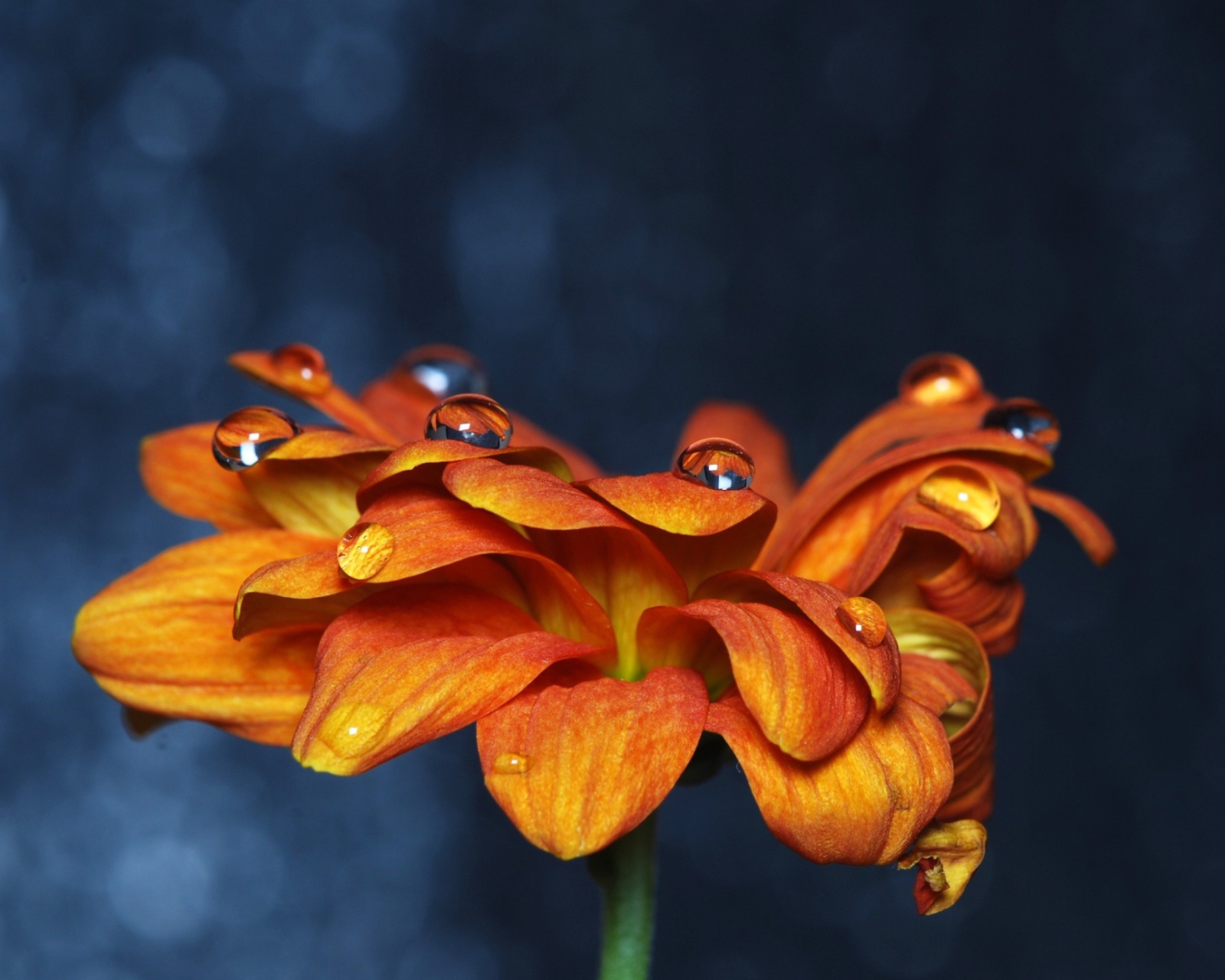 Обои Orange Flower On Blue Background 1600x1280