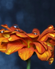 Fondo de pantalla Orange Flower On Blue Background 176x220