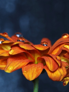 Обои Orange Flower On Blue Background 240x320