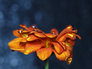 Обои Orange Flower On Blue Background 320x240