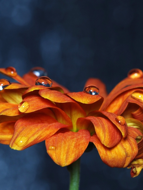 Обои Orange Flower On Blue Background 480x640