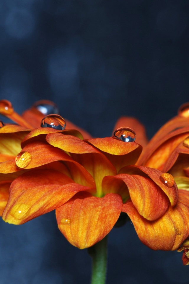 Screenshot №1 pro téma Orange Flower On Blue Background 640x960