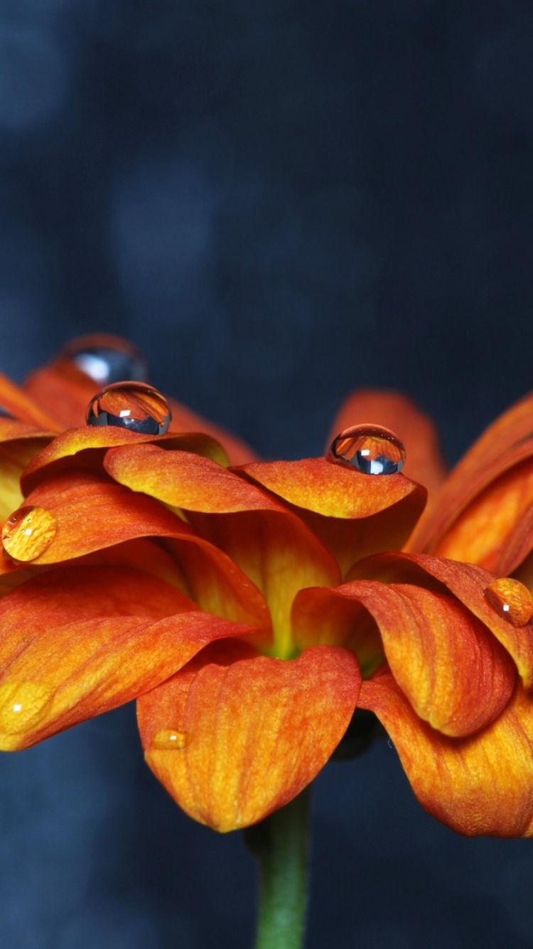 Screenshot №1 pro téma Orange Flower On Blue Background 750x1334