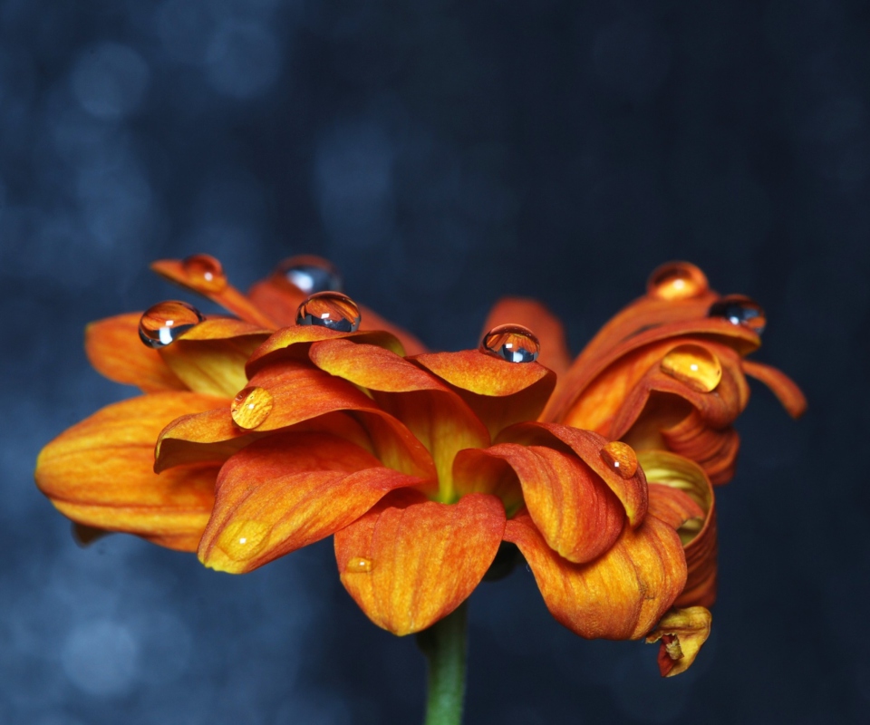 Обои Orange Flower On Blue Background 960x800
