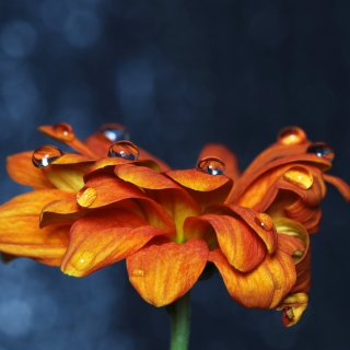 Kostenloses Orange Flower On Blue Background Wallpaper für iPad mini