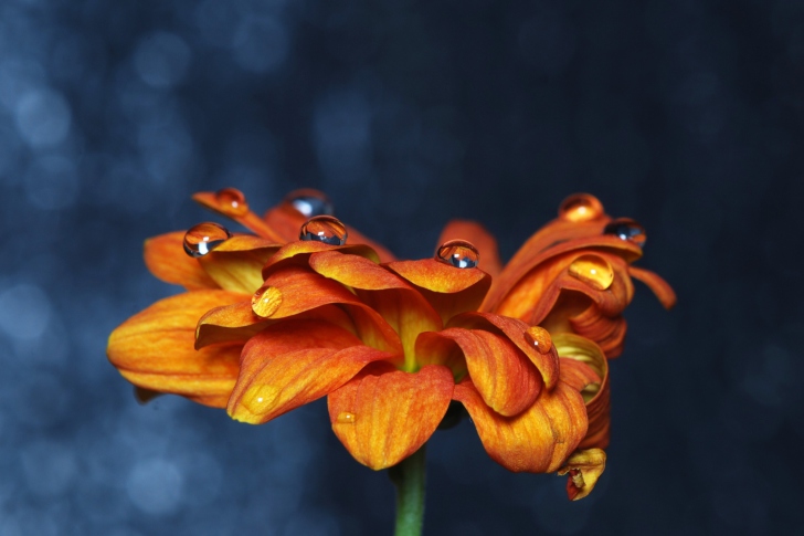 Screenshot №1 pro téma Orange Flower On Blue Background