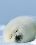 Обои Seal On Islands Canada 128x160