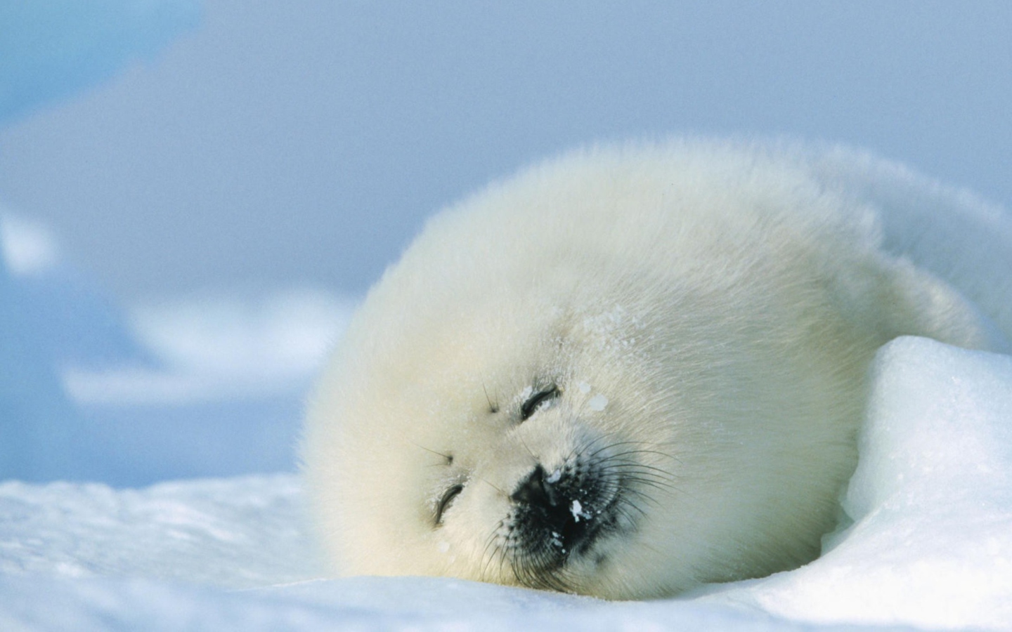 Обои Seal On Islands Canada 1440x900