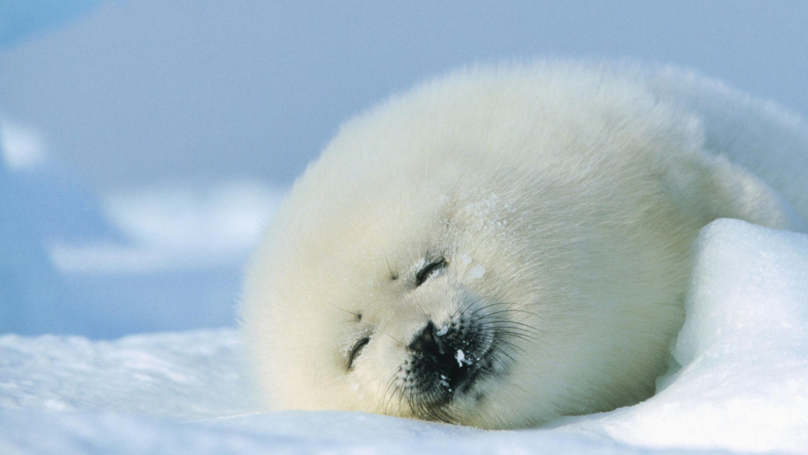 Fondo de pantalla Seal On Islands Canada 1600x900