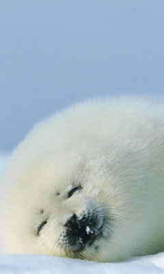 Seal On Islands Canada screenshot #1 240x400