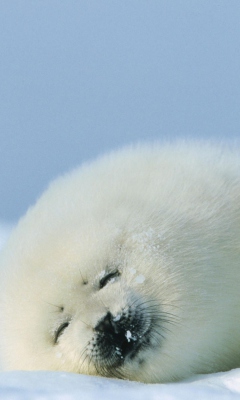 Seal On Islands Canada wallpaper 240x400