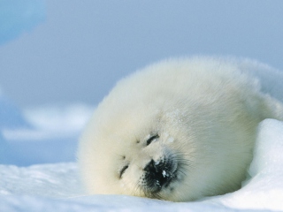 Seal On Islands Canada wallpaper 320x240