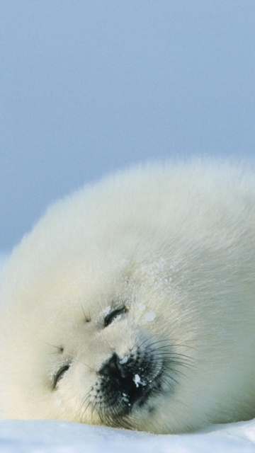 Обои Seal On Islands Canada 360x640