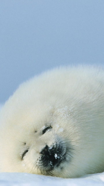 Das Seal On Islands Canada Wallpaper 360x640