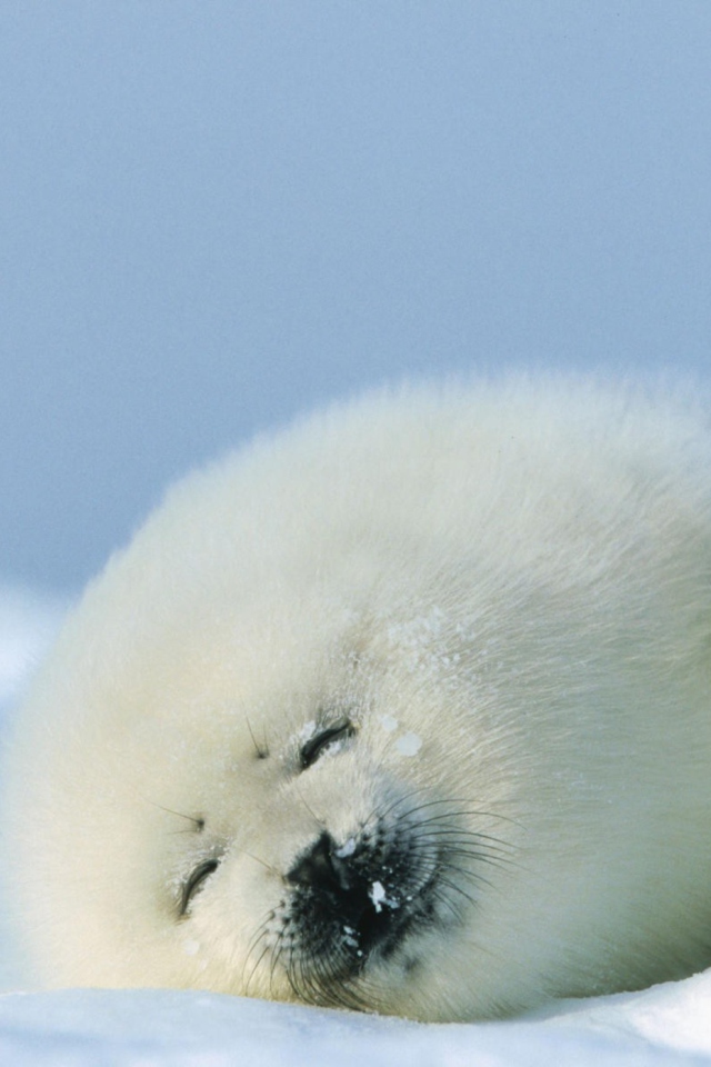 Seal On Islands Canada screenshot #1 640x960