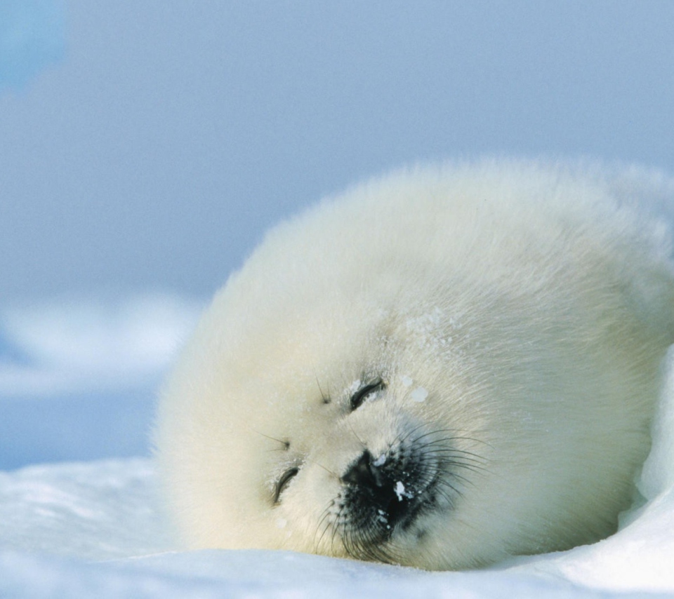 Обои Seal On Islands Canada 960x854