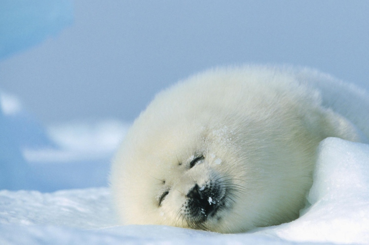 Обои Seal On Islands Canada