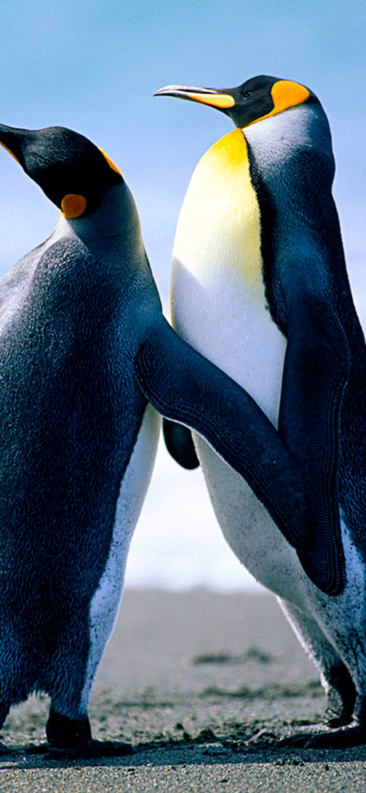 Das Penguins Wallpaper 1170x2532