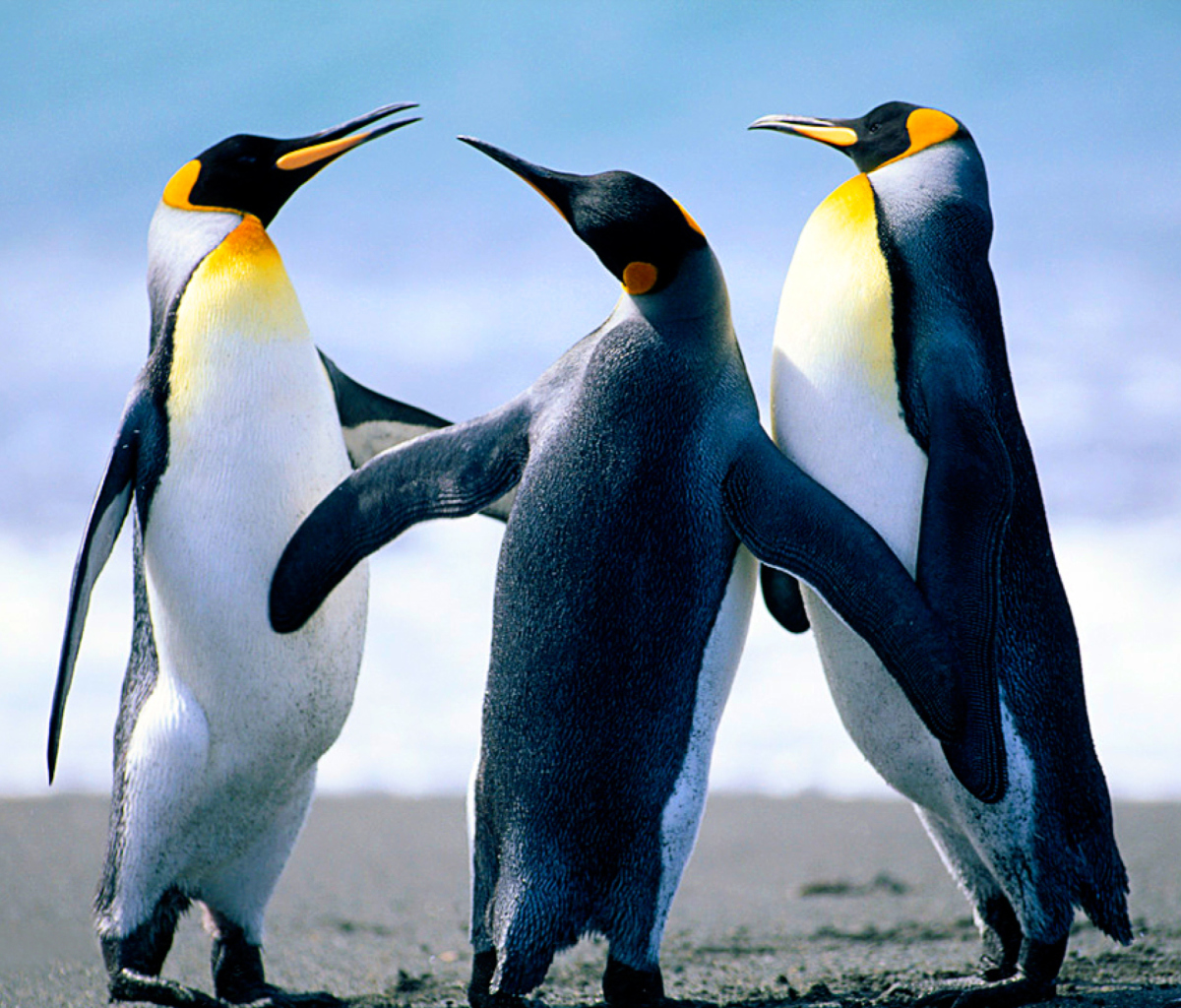 Sfondi Penguins 1200x1024