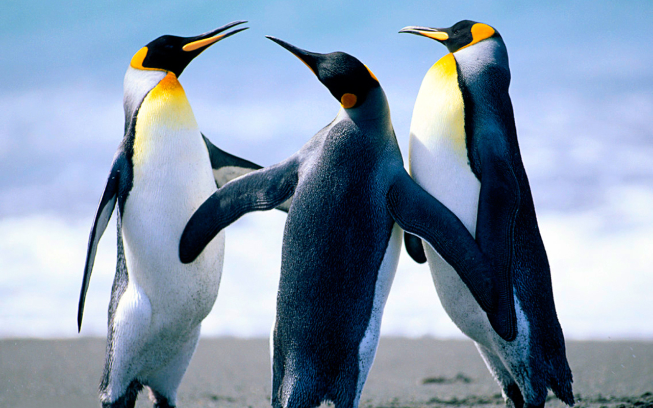 Penguins screenshot #1 1280x800