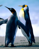 Обои Penguins 128x160