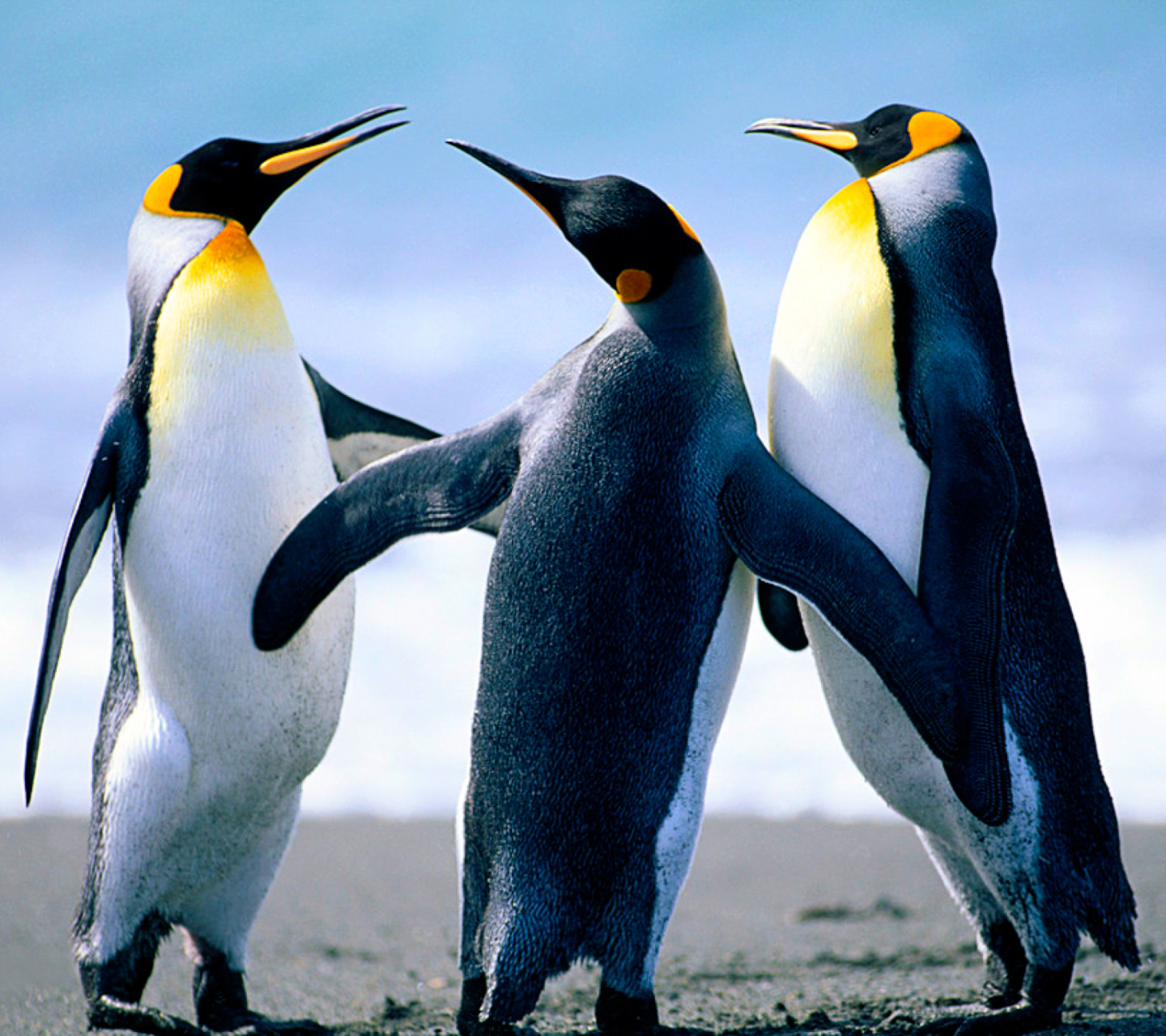Screenshot №1 pro téma Penguins 1440x1280