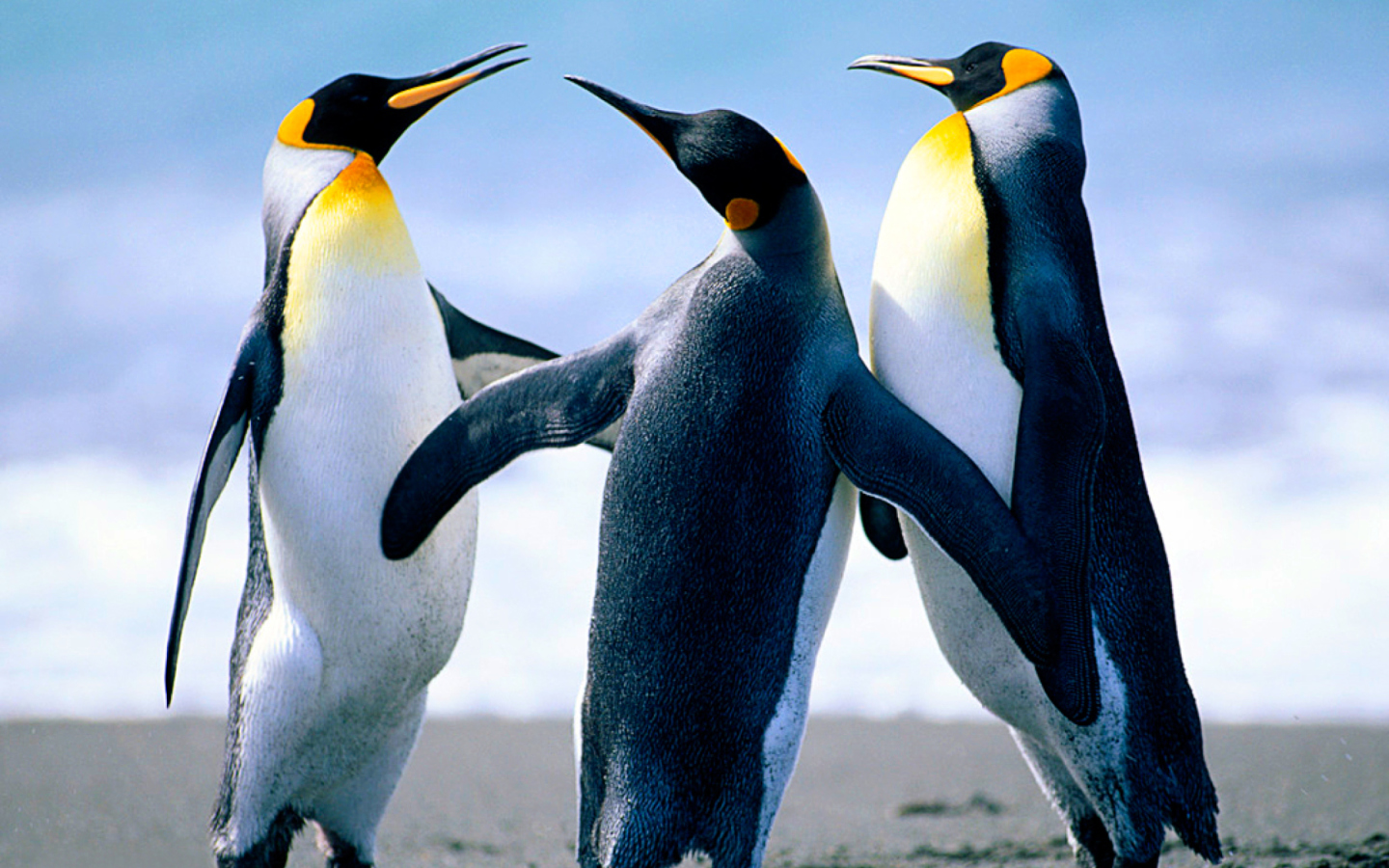 Das Penguins Wallpaper 1440x900