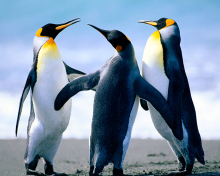Fondo de pantalla Penguins 220x176