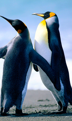 Penguins screenshot #1 240x400