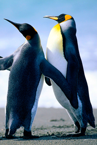 Penguins screenshot #1 320x480