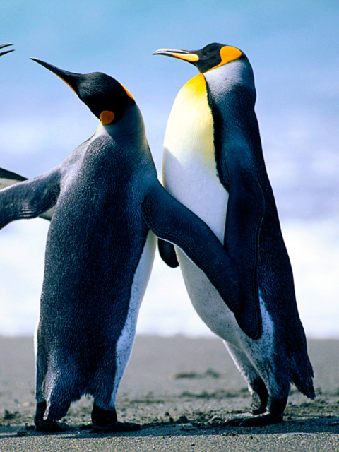 Das Penguins Wallpaper 480x640