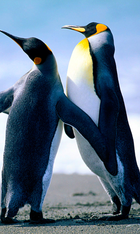 Fondo de pantalla Penguins 480x800