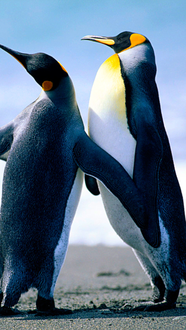 Penguins wallpaper 640x1136