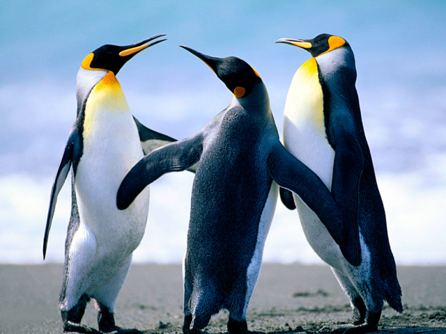 Penguins wallpaper 640x480