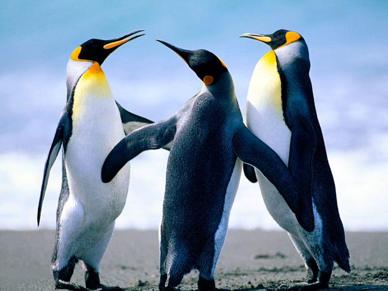 Penguins screenshot #1 800x600