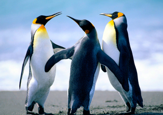 Penguins - Fondos de pantalla gratis para Samsung Galaxy S5